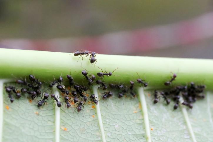 Método Natural Para Eliminar Hormigas De Jardín Sin Productos Químicos ...